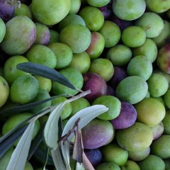 Olijvenoogst: de foto’s