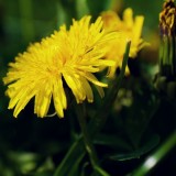 Asperges met gefrituurde paardenbloemen