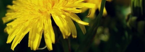 Asperges met gefrituurde paardenbloemen