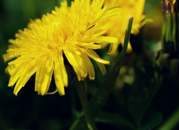 Asperges met gefrituurde paardenbloemen