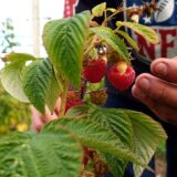 Geld verdienen met slow food