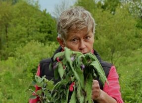 Wat is syntropisch tuinieren? (VIDEO)