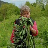 Wat is syntropisch tuinieren? (VIDEO)