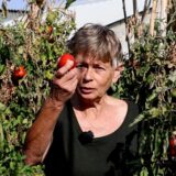 Keiveel tomaten (VIDEO)