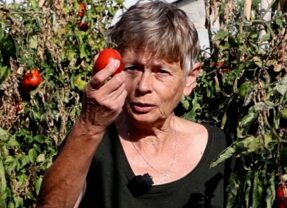 Keiveel tomaten (VIDEO)