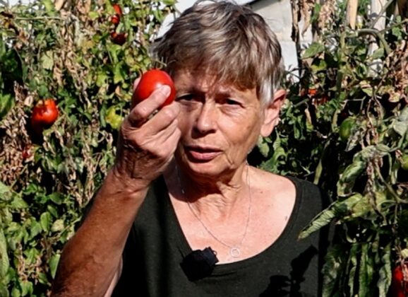 Keiveel tomaten (VIDEO)