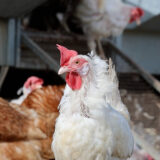 Workout voor kippen? (VIDEO)