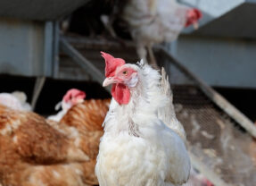 Een kip wil ook wel eens op vakantie