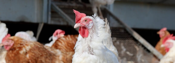 Workout voor kippen? (VIDEO)