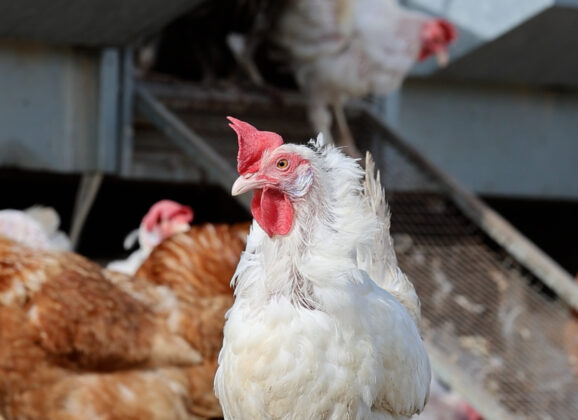 Workout voor kippen? (VIDEO)