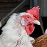 Een kip wil ook wel eens op vakantie