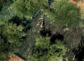 Hoe wordt de olijvenoogst dit jaar (VIDEO)?