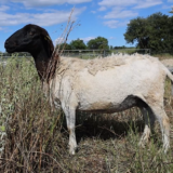 Scheervrij schaap (VIDEO)