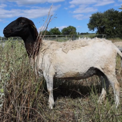 Scheervrij schaap