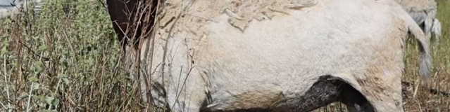 Scheervrij schaap (VIDEO)