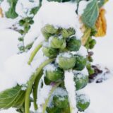 Wintergroente! (VIDEO)