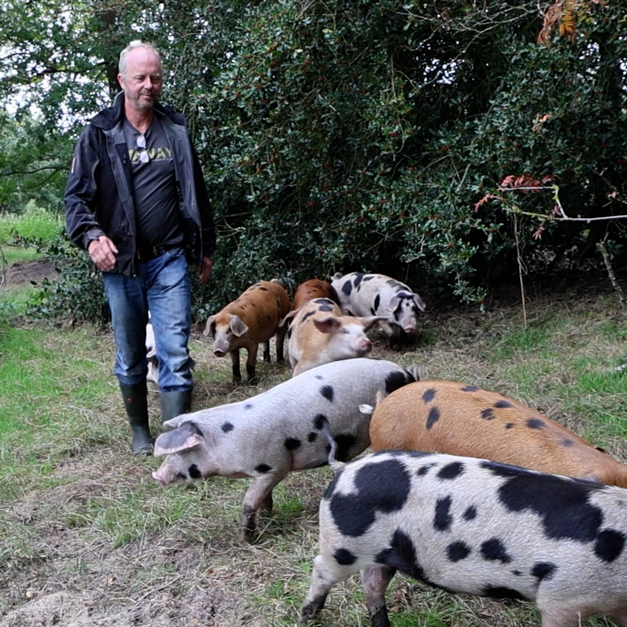 Varkens in het bos