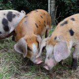 Varkens in het bos (VIDEO)