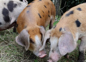 Varkens in het bos (VIDEO)