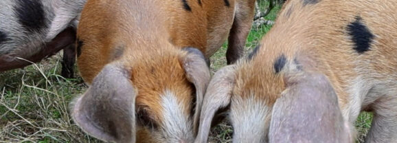 Varkens in het bos (VIDEO)