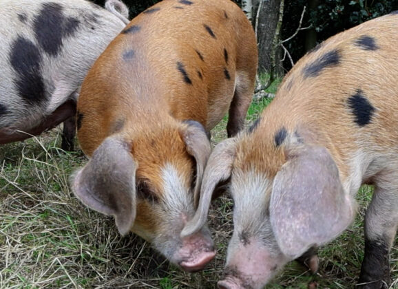 Varkens in het bos (VIDEO)