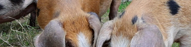 Varkens in het bos (VIDEO)